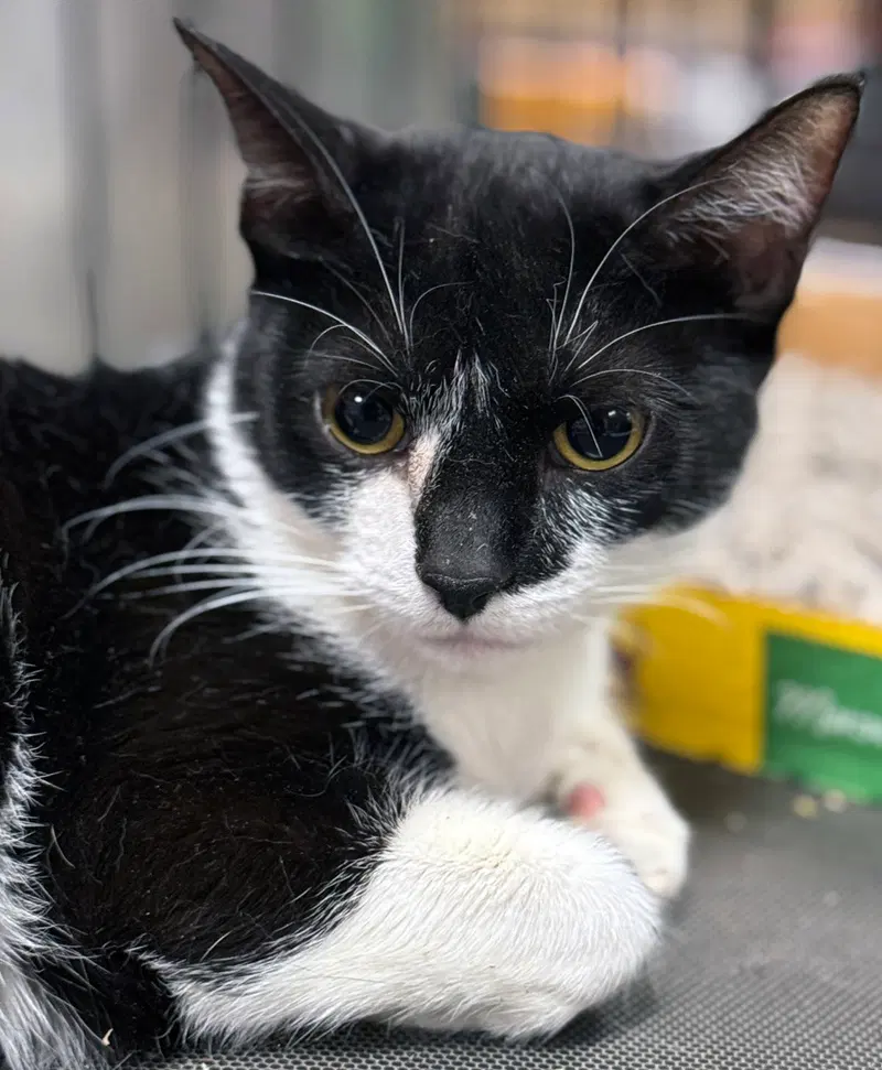 Magpie, a young female cat up for adoption