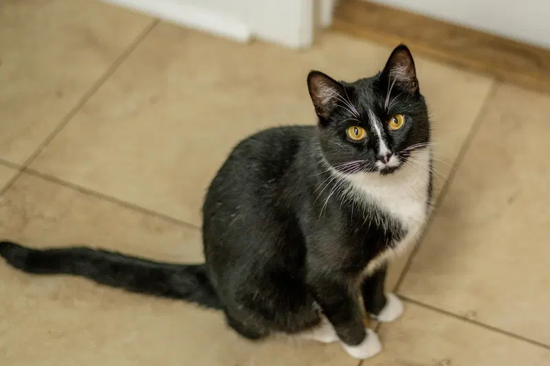 Mau Mau, photo 4