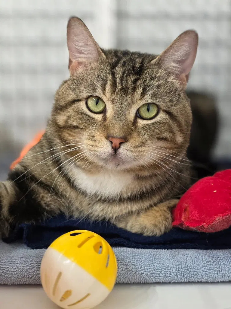 Tyler, an adult male cat up for adoption