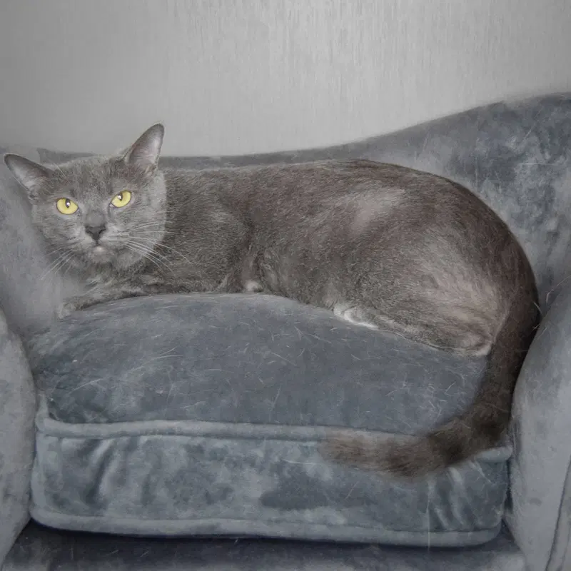 Junipurr, photo 7
