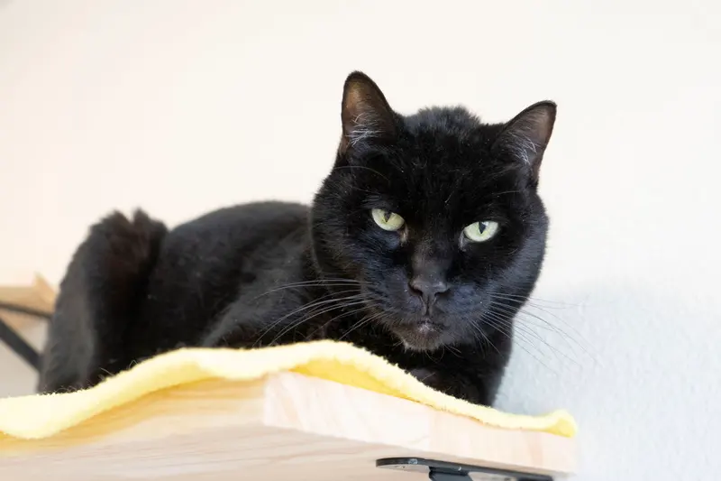 Zorro, a senior male cat up for adoption