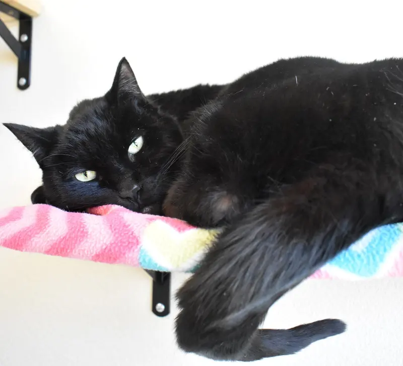Zorro, photo 2