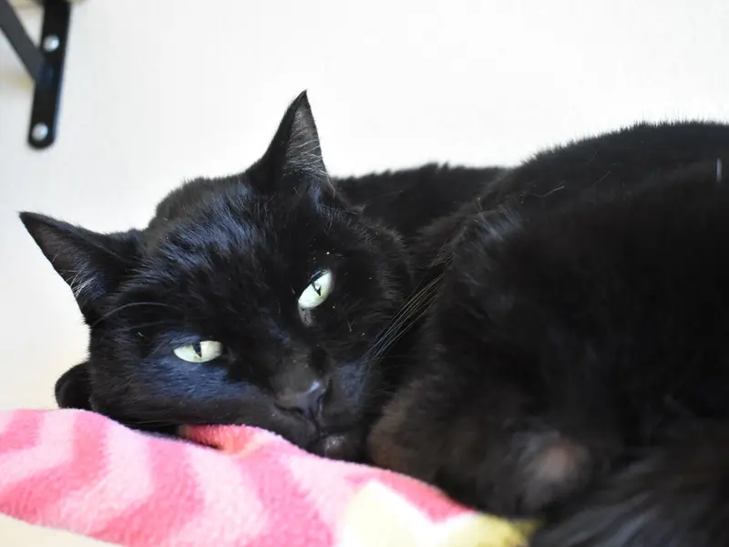 Zorro, photo 3