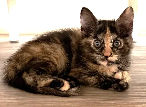 Watch the video of Mabel