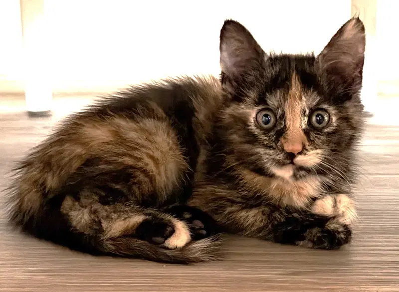 Mabel, a female Tortoiseshell kitten up for adoption