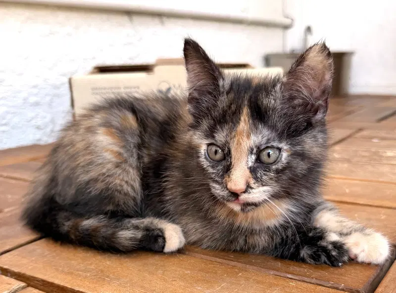 Mabel, photo 2