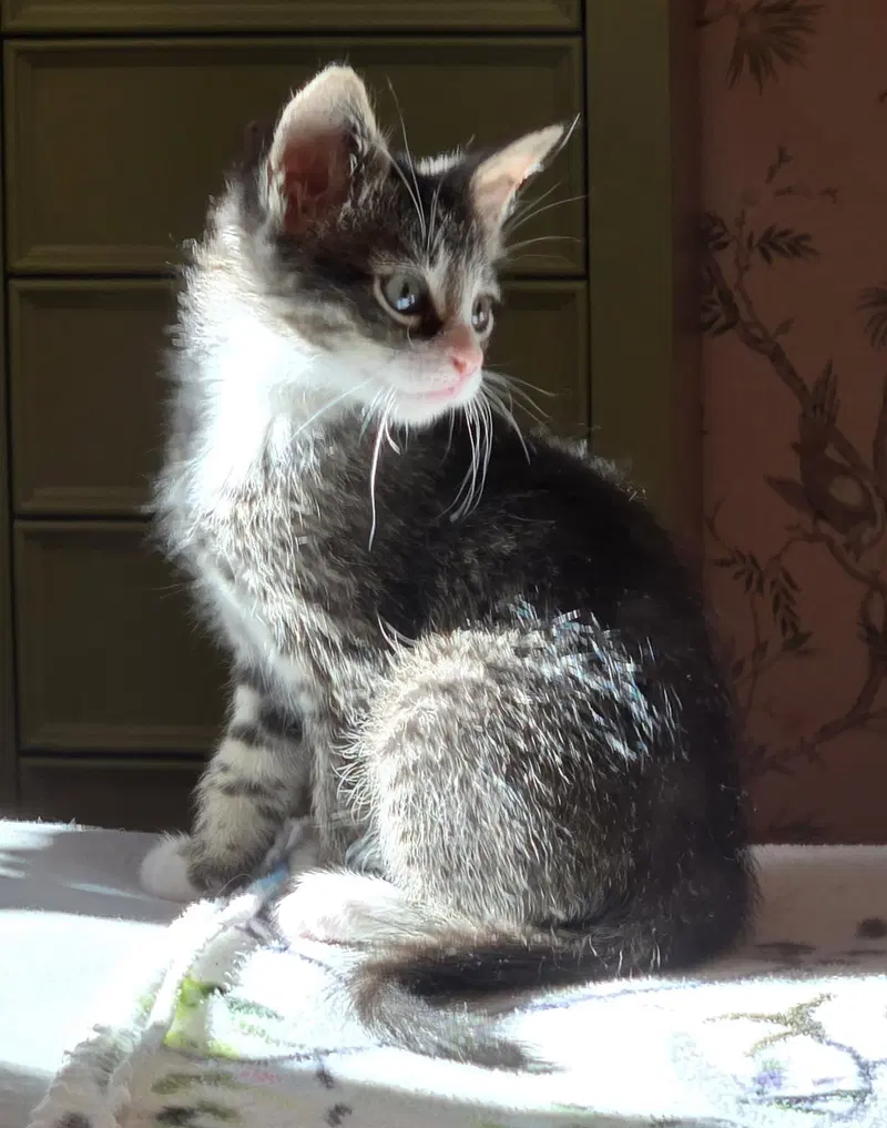 C318 litter Charlie, photo 8