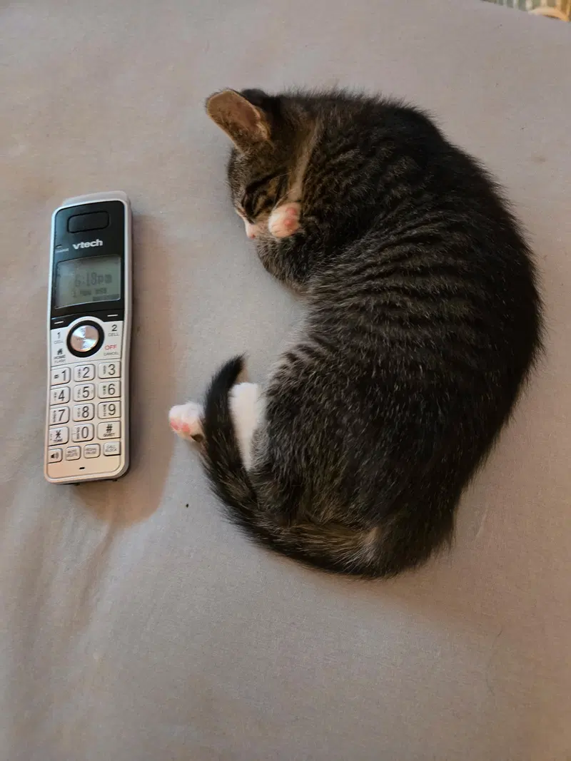 C318 litter Charlie, photo 9