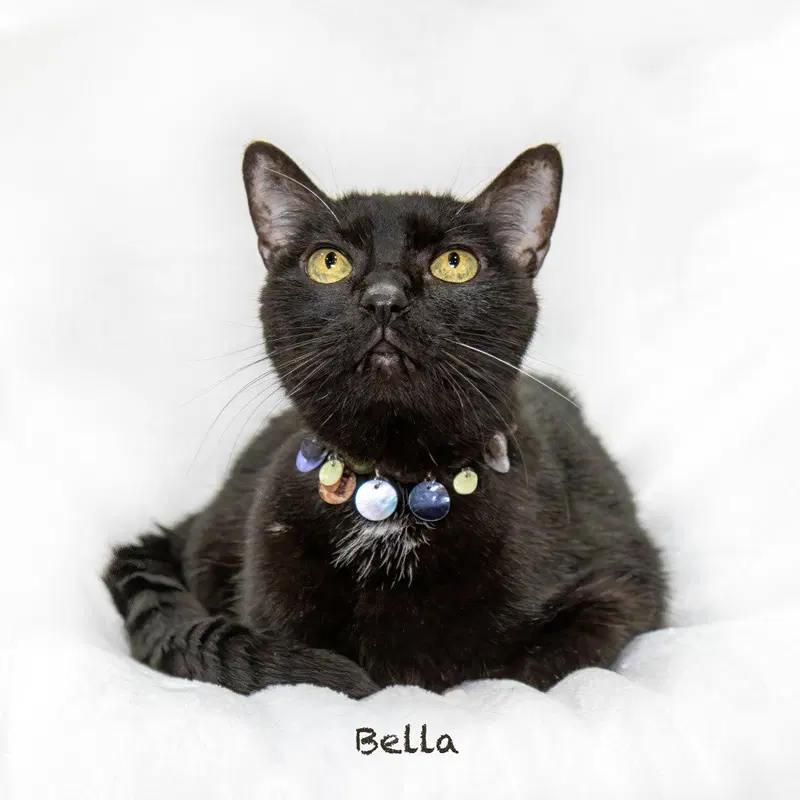 Bella, photo 2