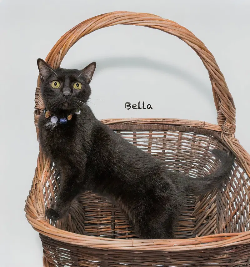 Bella, photo 3