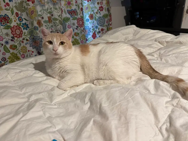 Elsa, photo 3