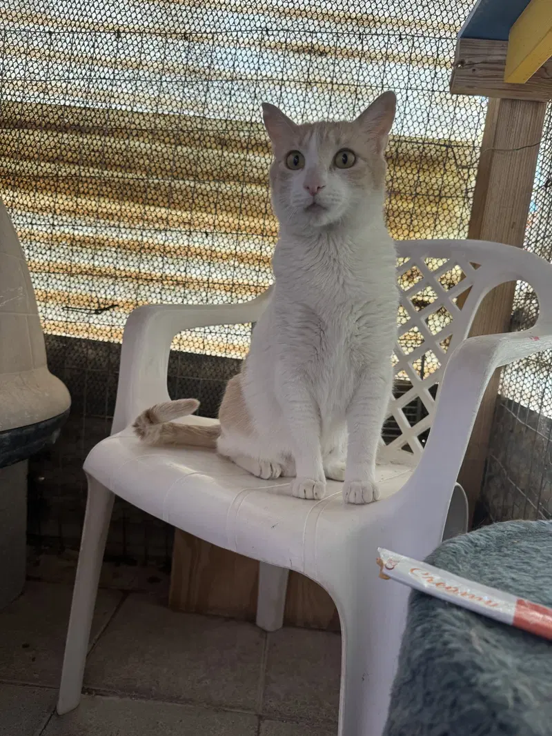 Elsa, photo 7
