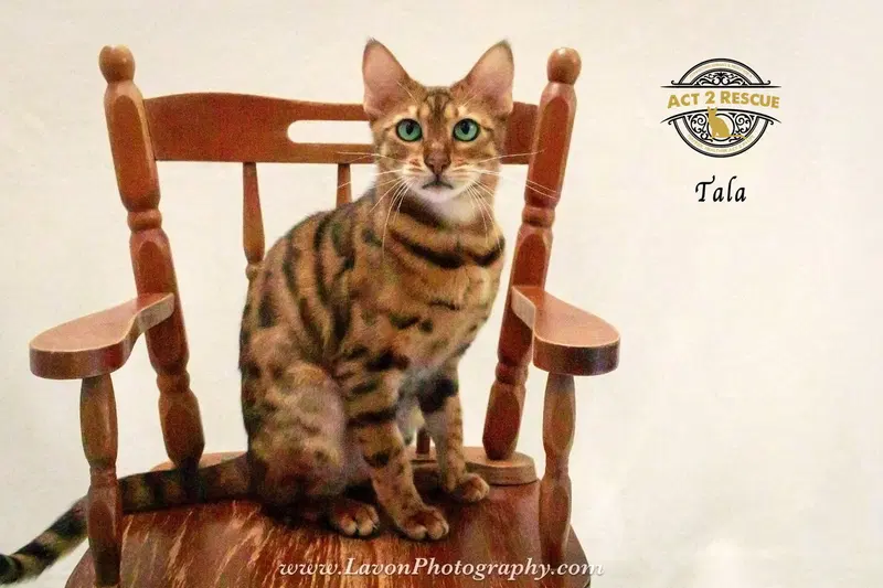 Tala 2, photo 5