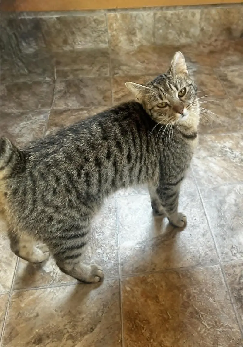Daisy, a female Tabby kitten up for adoption