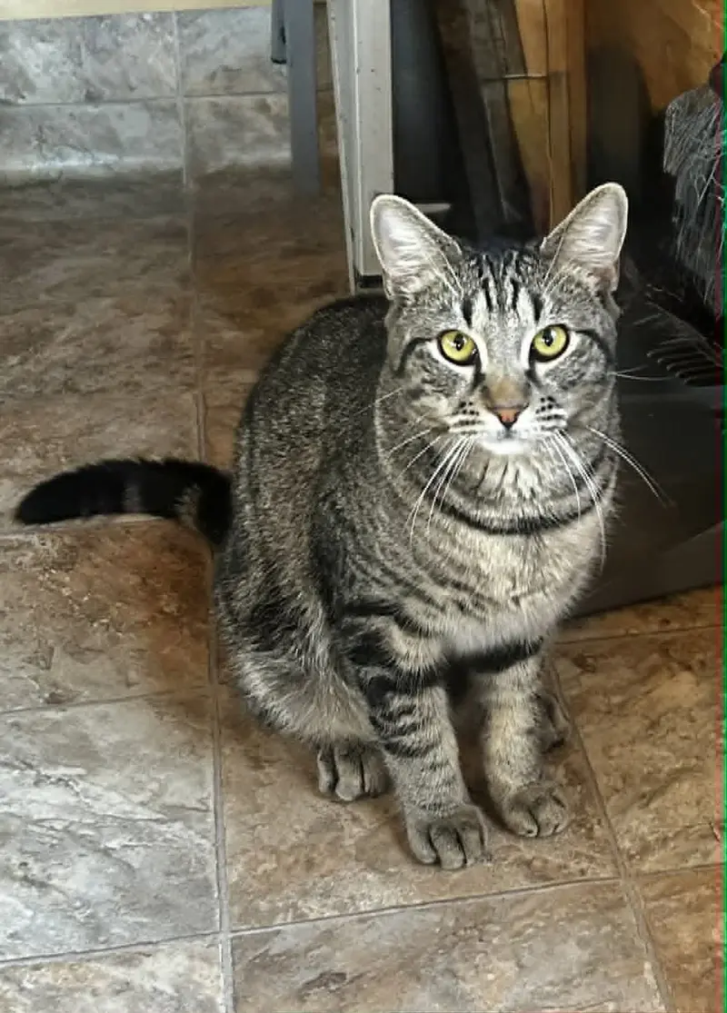 Shy Guy, a young male Tabby cat up for adoption