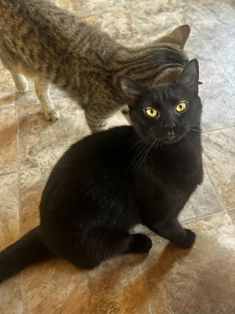 Peach, a female kitten up for adoption