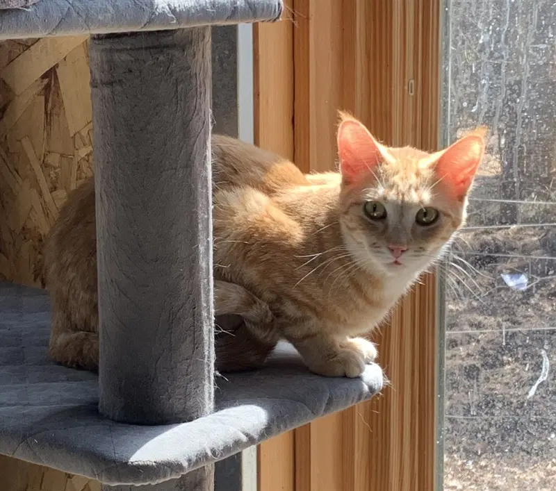 Cady, photo 3