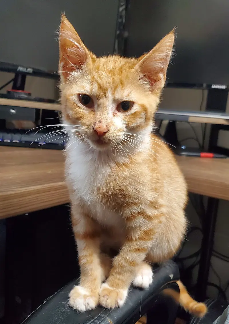 Kp, a male kitten up for adoption