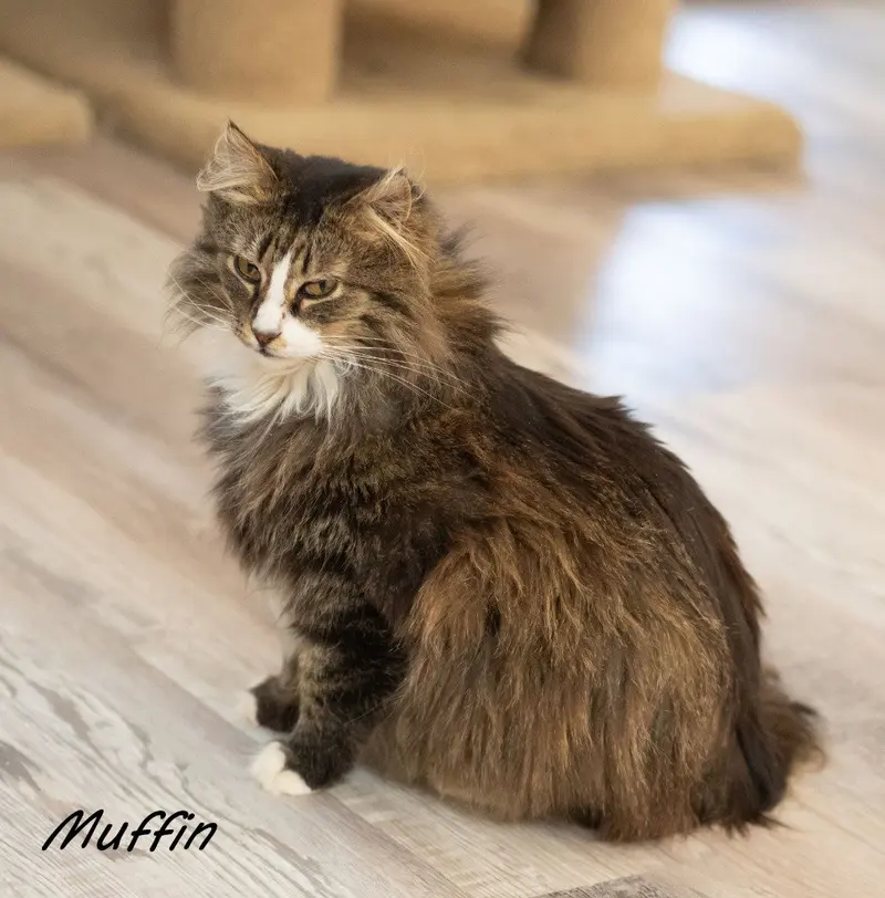 Muffin 3, an adult female Tabby cat up for adoption