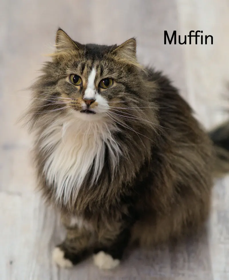 Muffin 3, photo 2