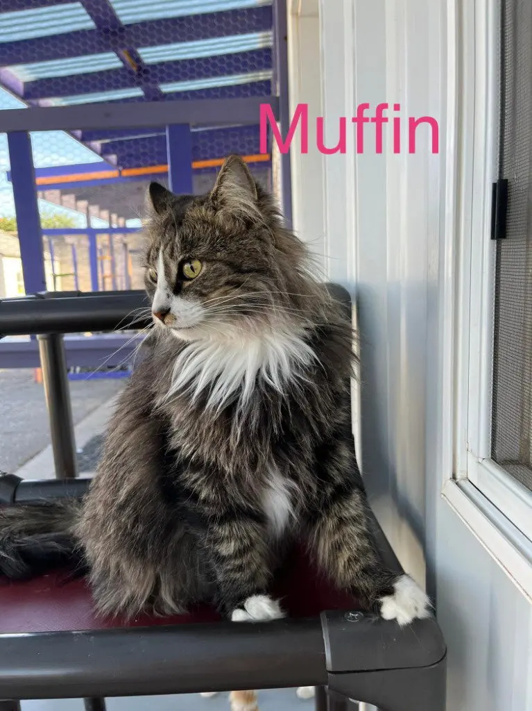 Muffin 3, photo 3