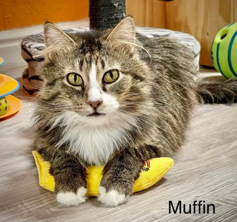 Muffin 3, photo 4