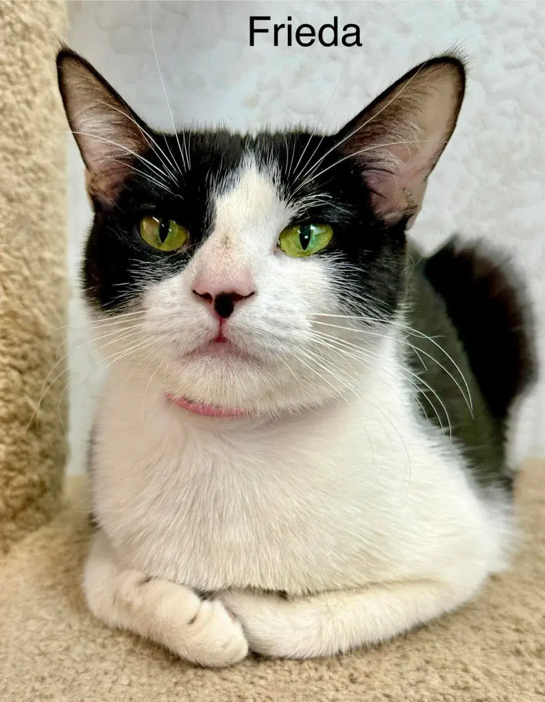 Freida, a young female cat up for adoption