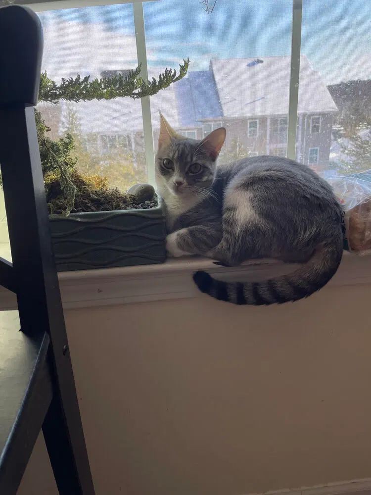 Kiwi aka Jojo, photo 4