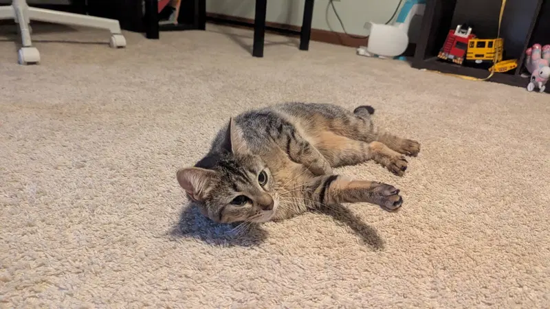 Tabitha, photo 2