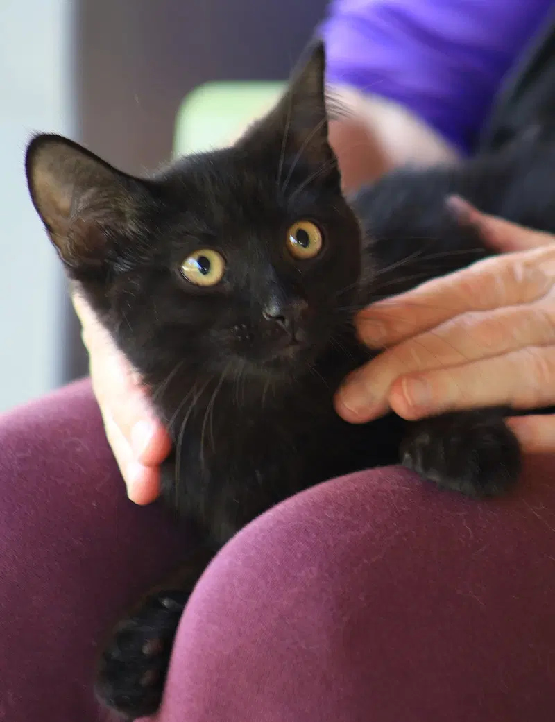 Buttercup, a young female cat up for adoption