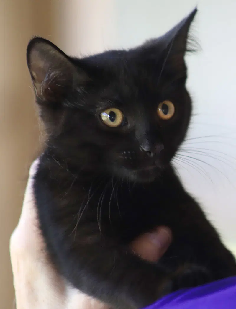 Buttercup, photo 2