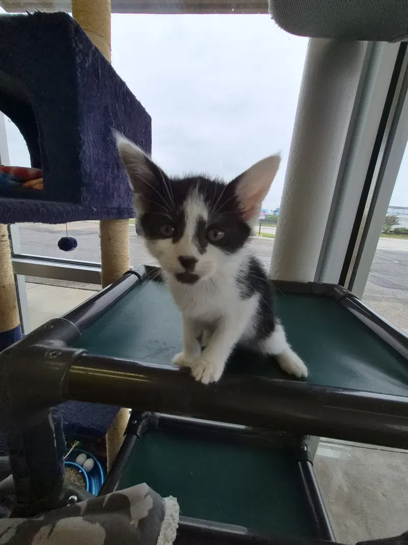 C319 Litter Pablo, photo 3
