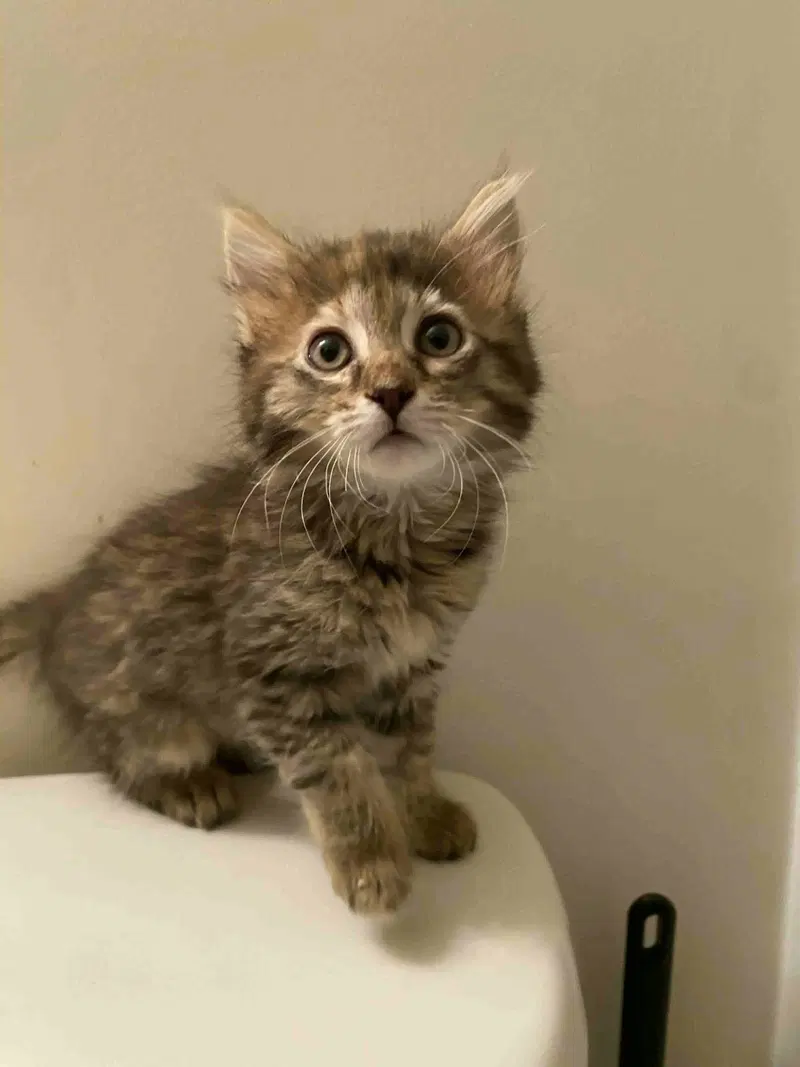 Knee, a female cat up for adoption