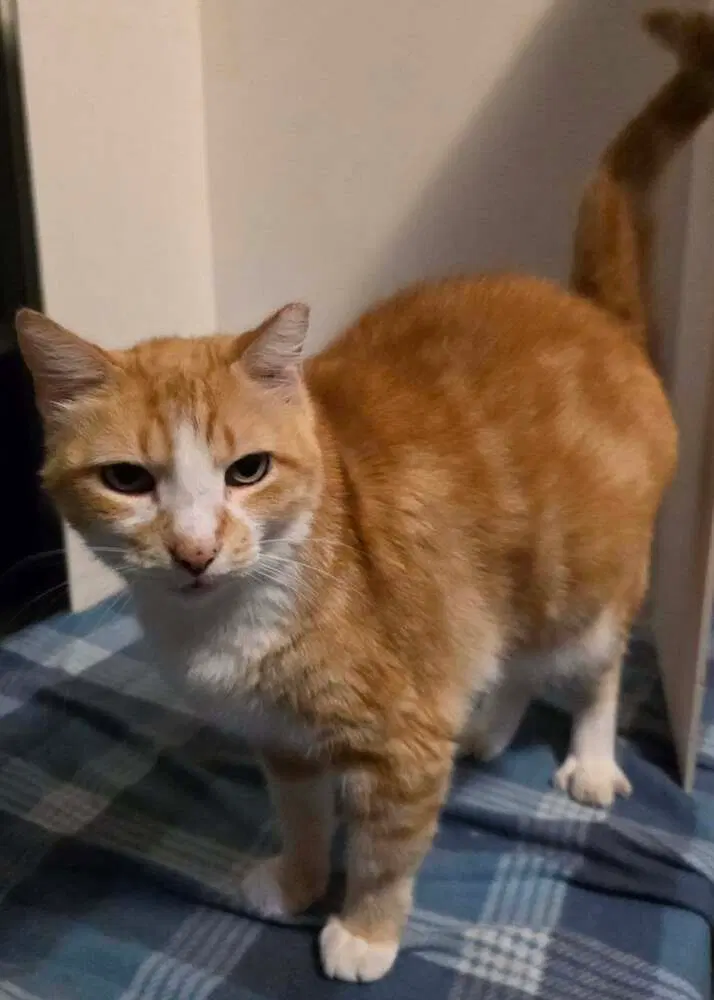 Vanessa, an adult female cat up for adoption