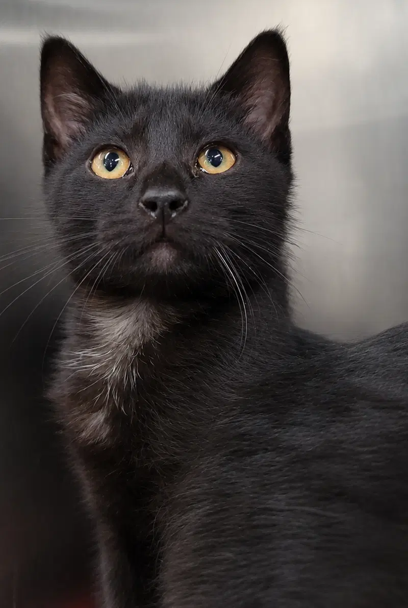 Kitten Buttons, photo 2