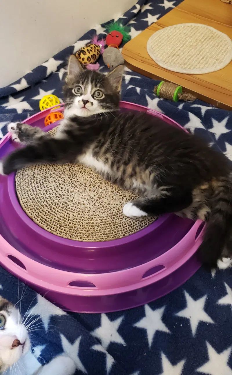Kazoo, photo 5