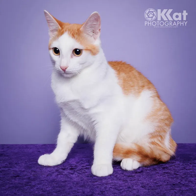Bernie, a young male cat up for adoption