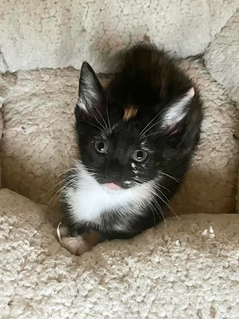 Meowta, photo 2
