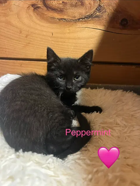 Watch the video of Peppermint