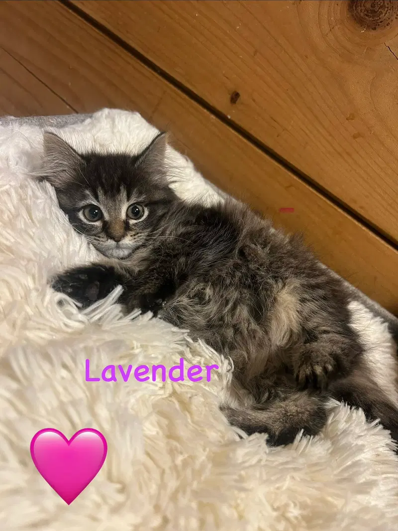 Lavender, photo 2