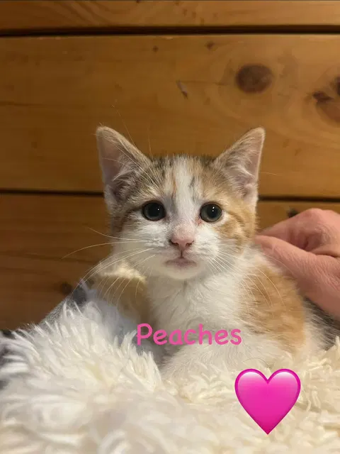 Watch the video of Peaches