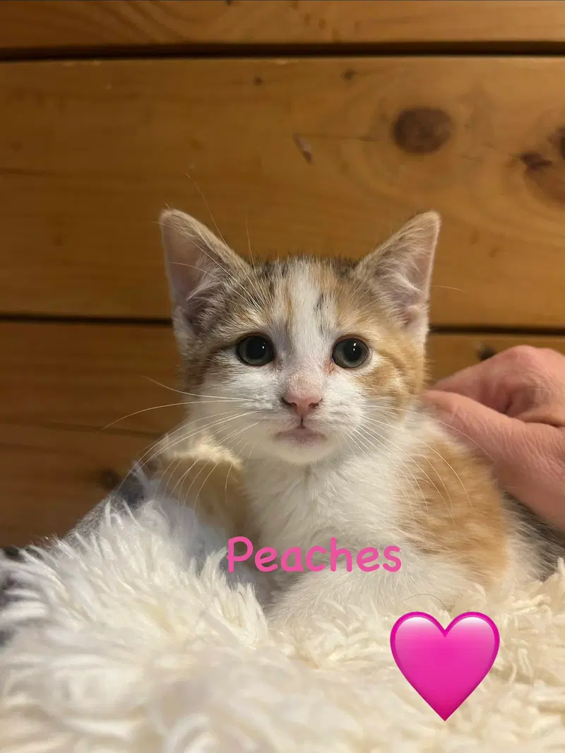 Peaches, a female kitten up for adoption