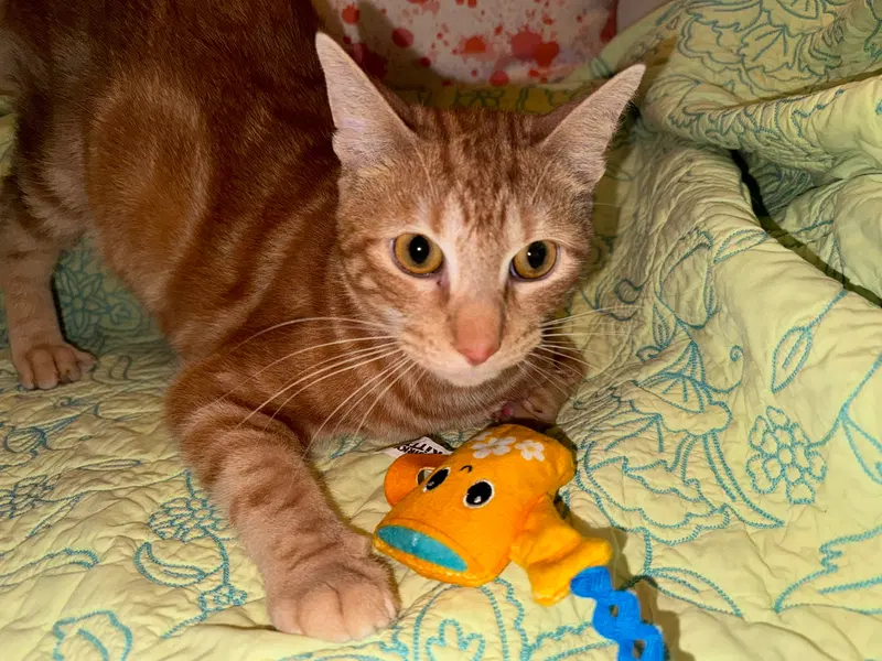 Chuck, photo 2