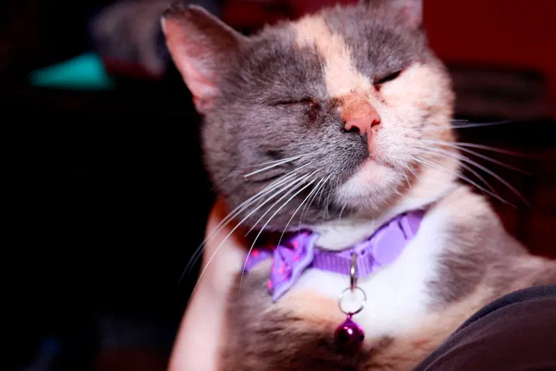 Honey Bunny, an adult female cat up for adoption