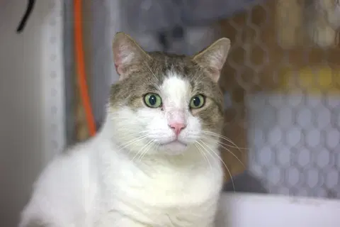 Watch the video of Tamlin