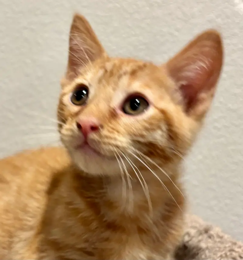 George, a young male Tabby cat up for adoption