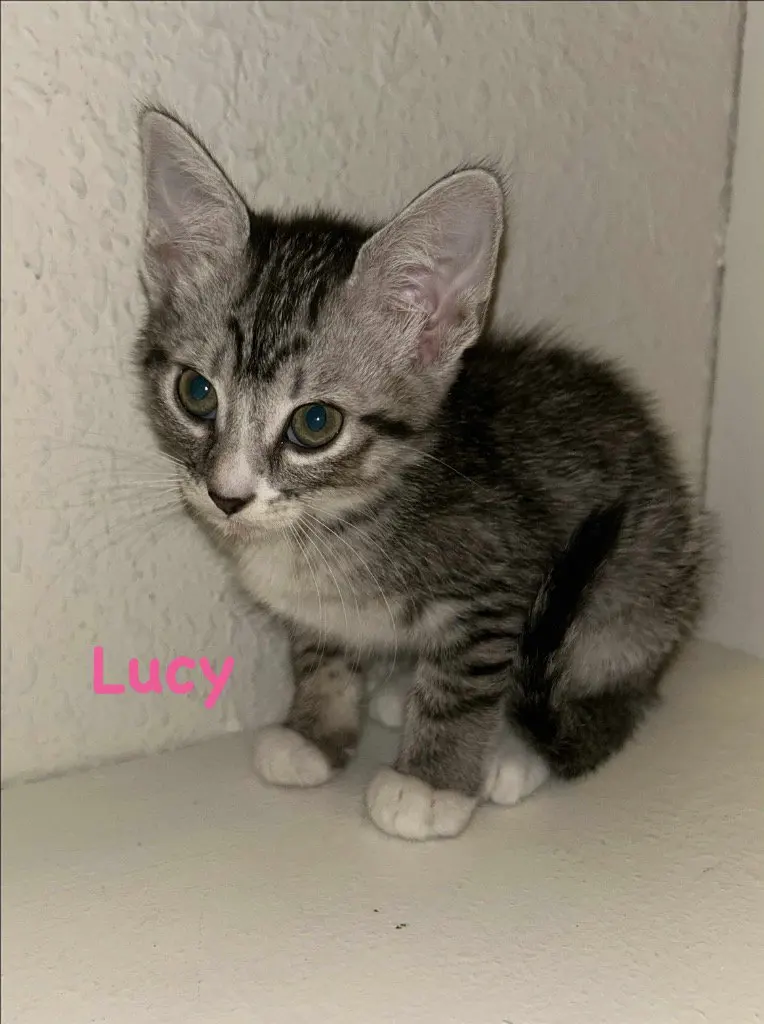 Lucy, photo 4