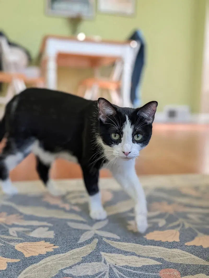 Mrs. Claws, photo 3