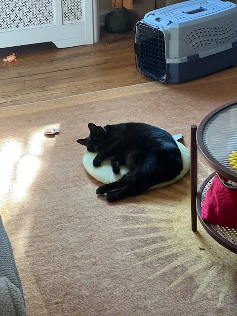Luna, photo 3