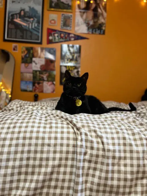 Luna, photo 4